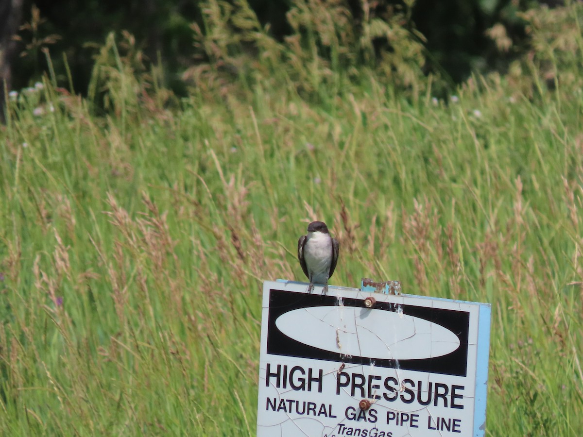 Tree Swallow - ML468402381