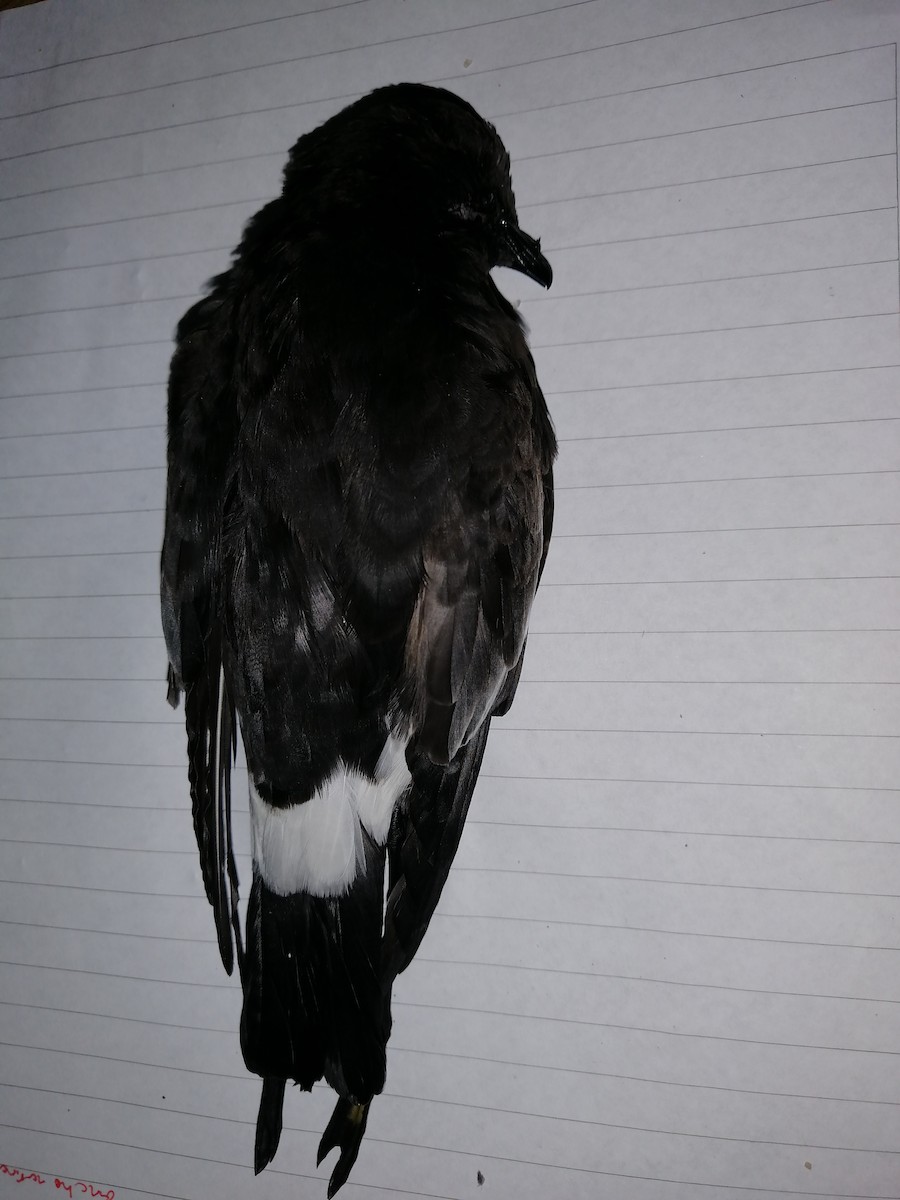 Wilson's Storm-Petrel - Gabriel Martínez 🦉