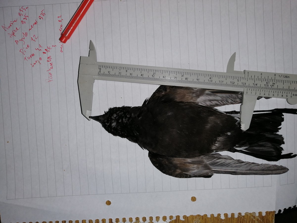 Wilson's Storm-Petrel - ML468402701