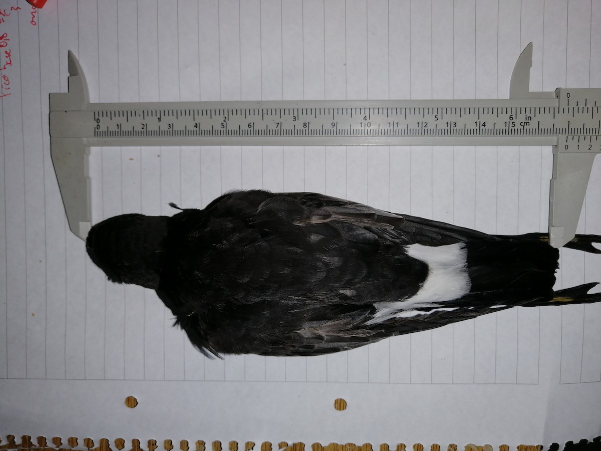 Wilson's Storm-Petrel - ML468402711