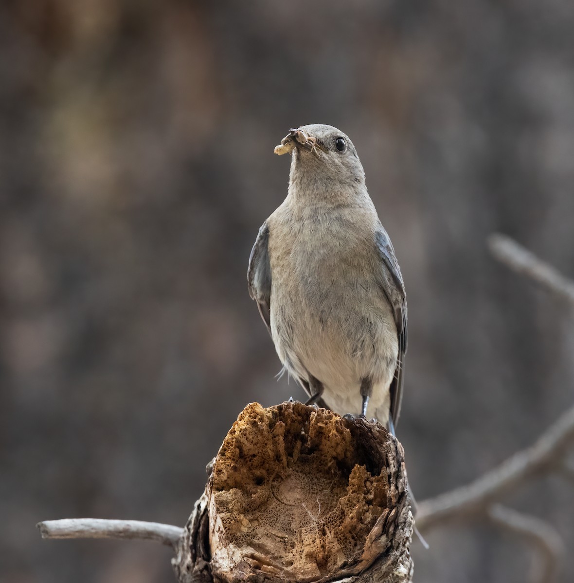 Western Bluebird - ML468403091