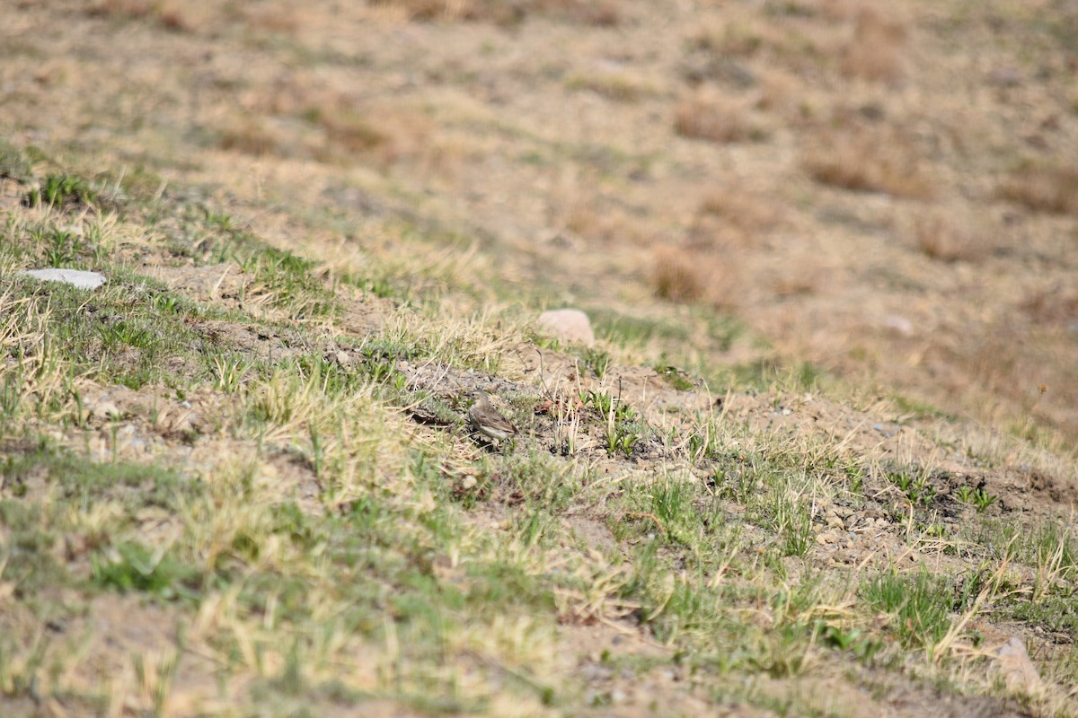 American Pipit - ML468405601