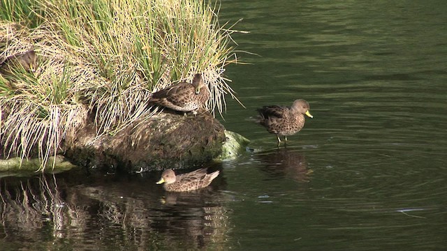 Yellow-billed Pintail (South American) - ML468408