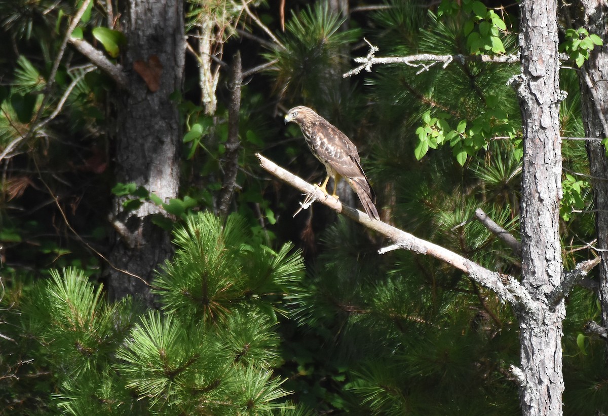 Red-shouldered Hawk - ML468408541