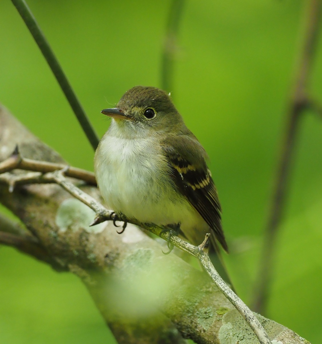 Acadian Flycatcher - Rosario Douglas