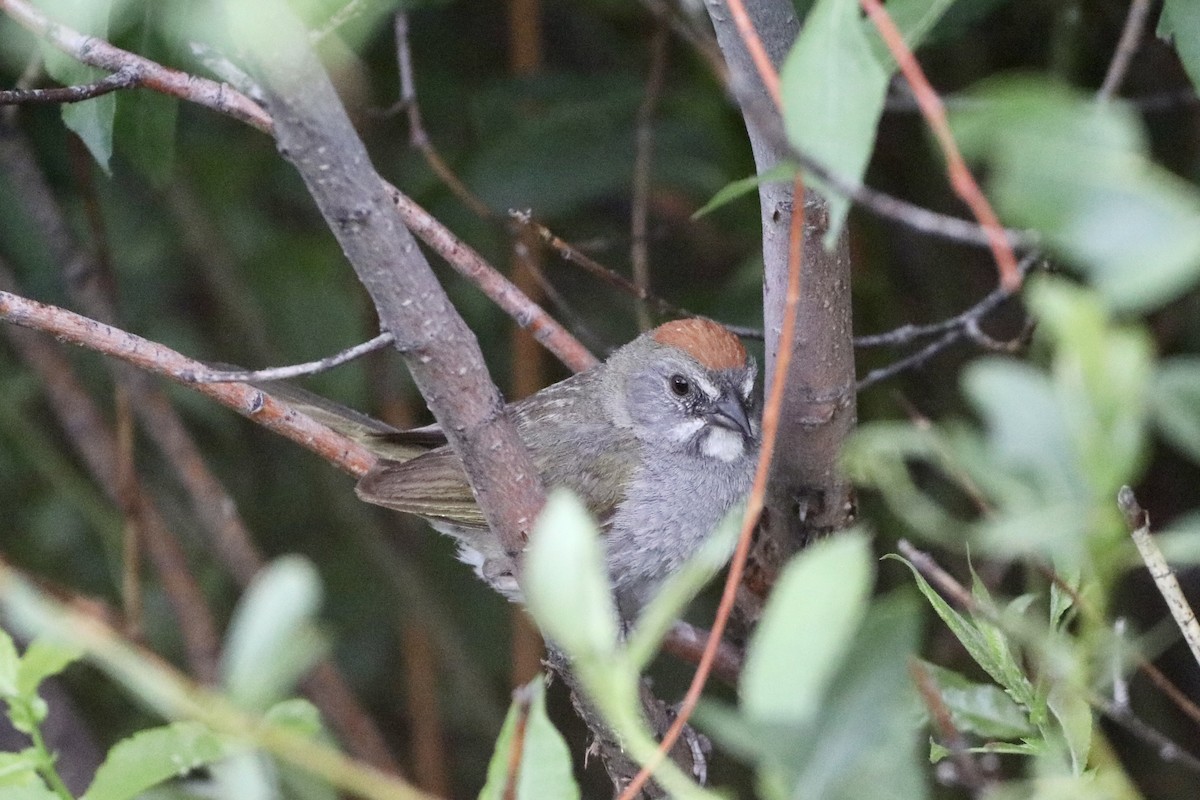 Green-tailed Towhee - Cullen Brown