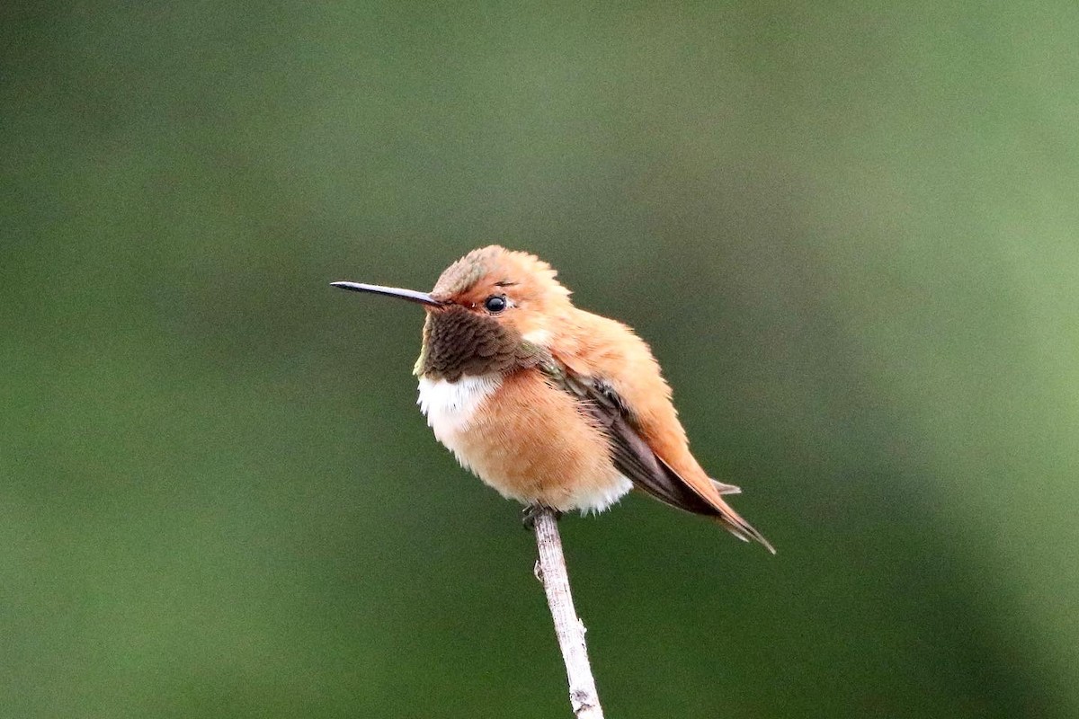 Rufous Hummingbird - ML468409881