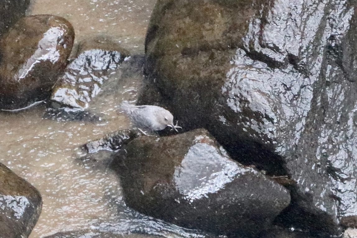 American Dipper - ML468410171