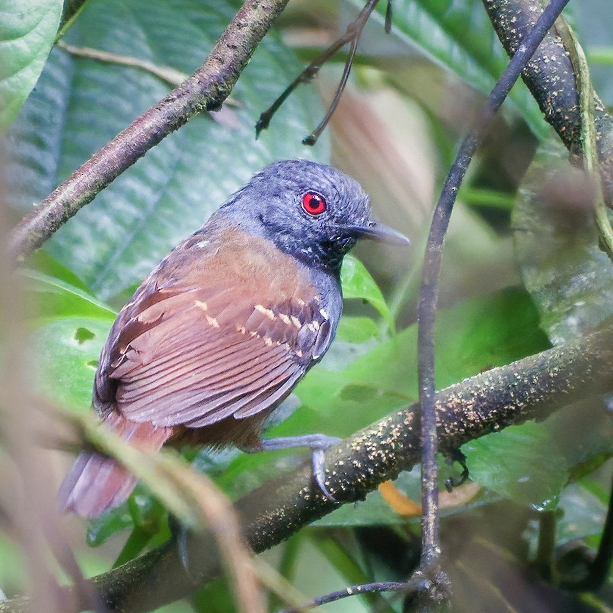 Magdalena Antbird - Julián Arbeláez Aristizábal