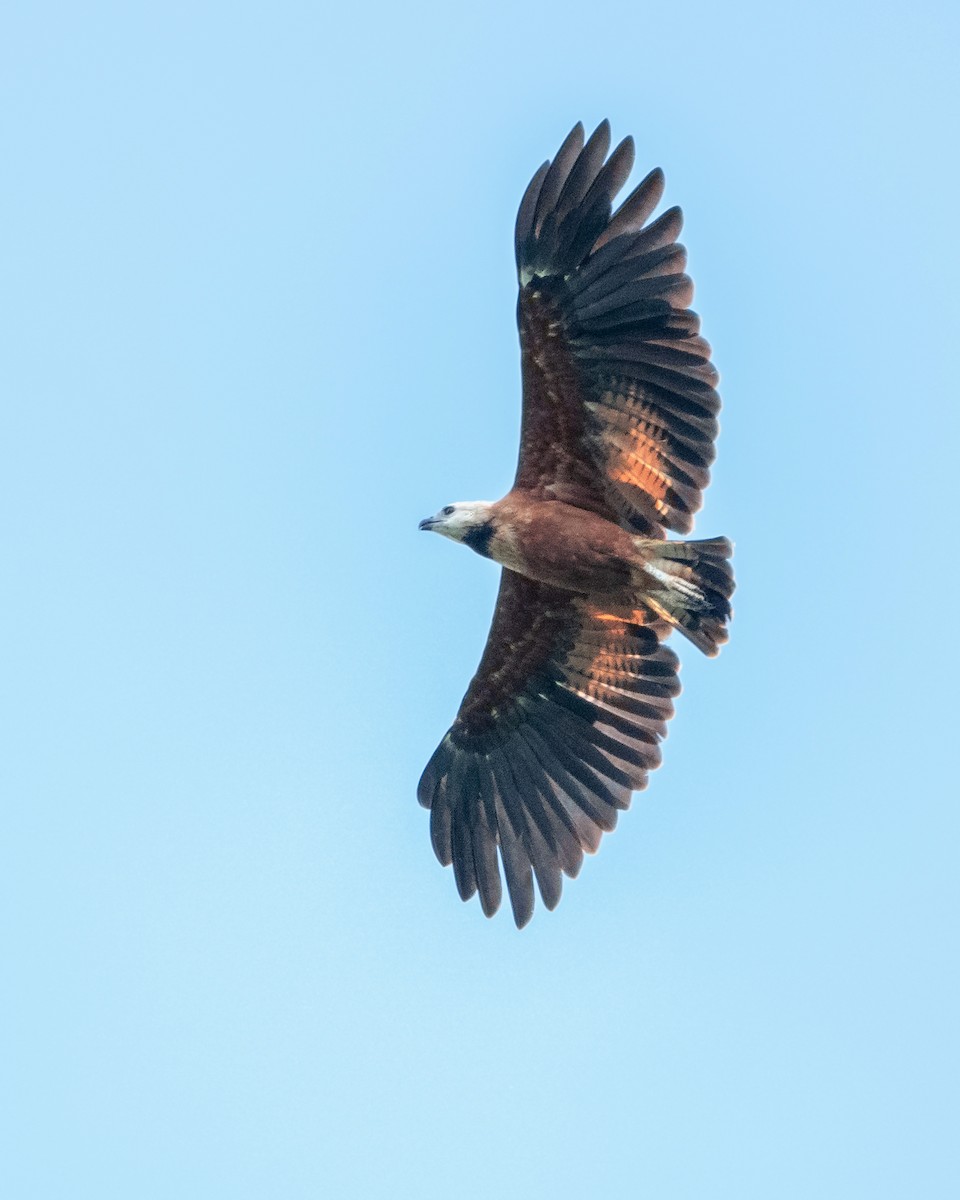 Black-collared Hawk - ML468412261