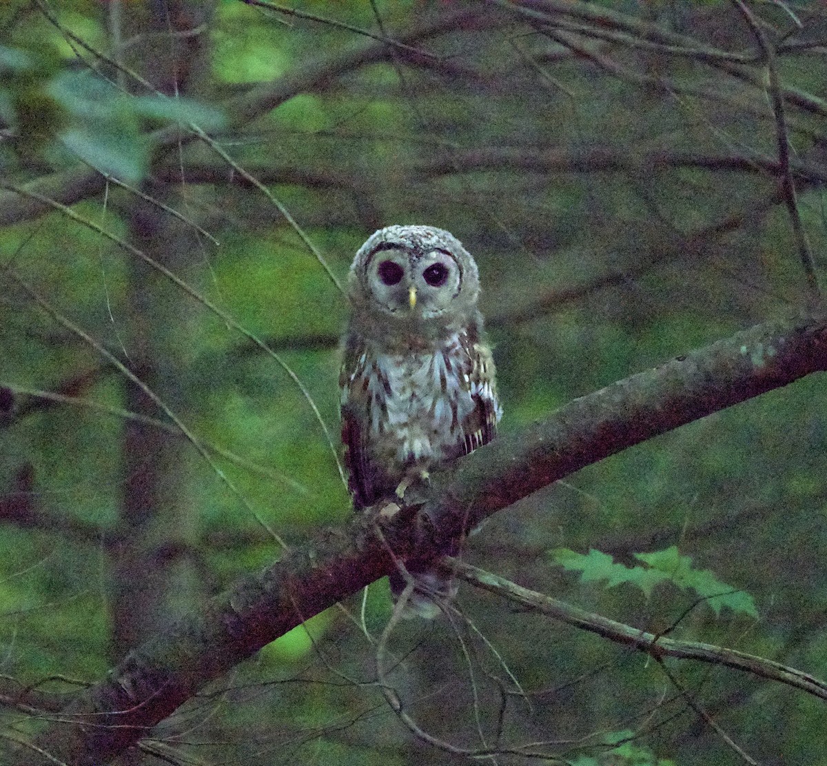 Barred Owl - Beth Miller