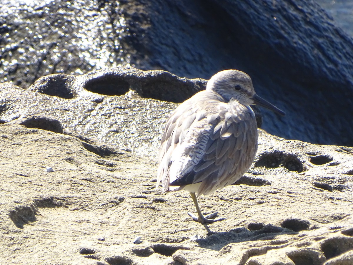 Red Knot - ML46841451