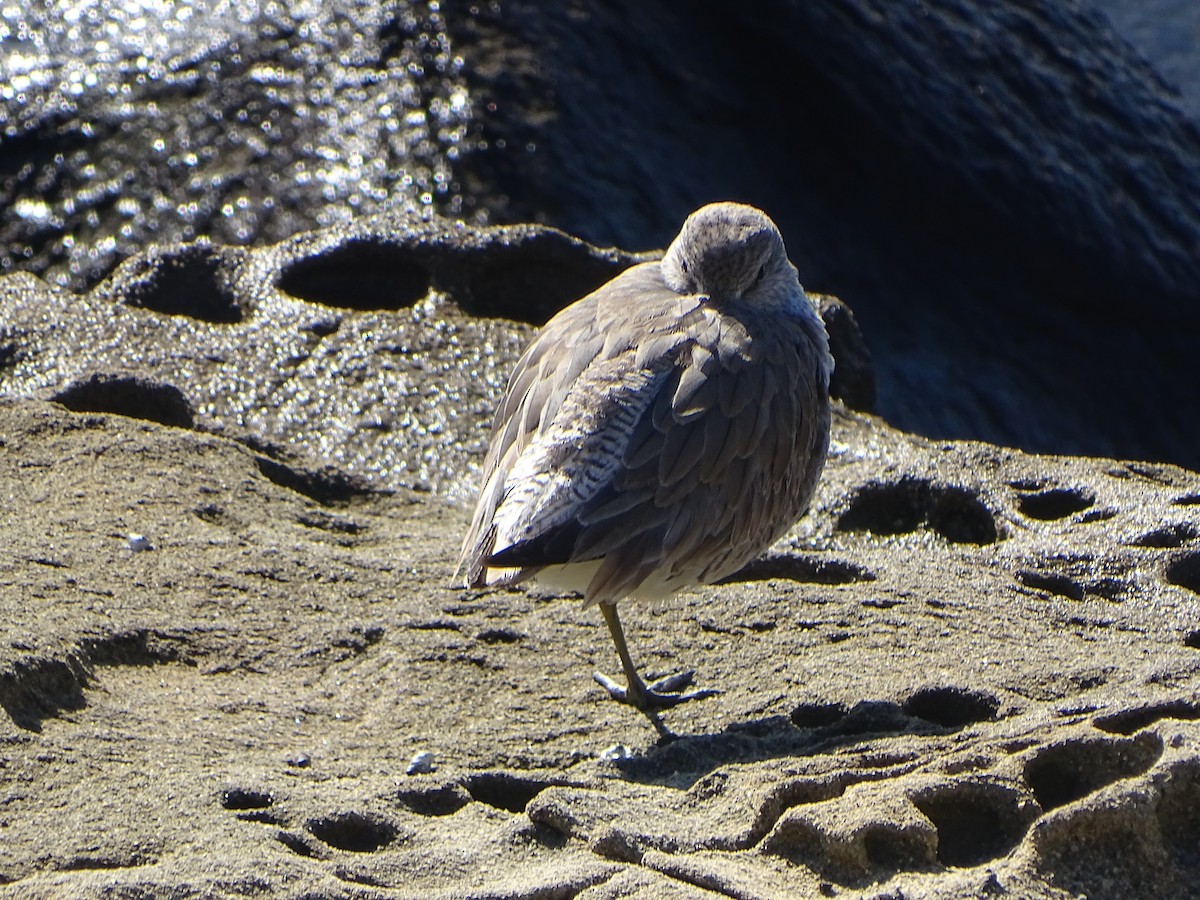 Red Knot - ML46841471