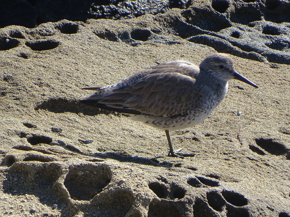 Red Knot - ML46841481
