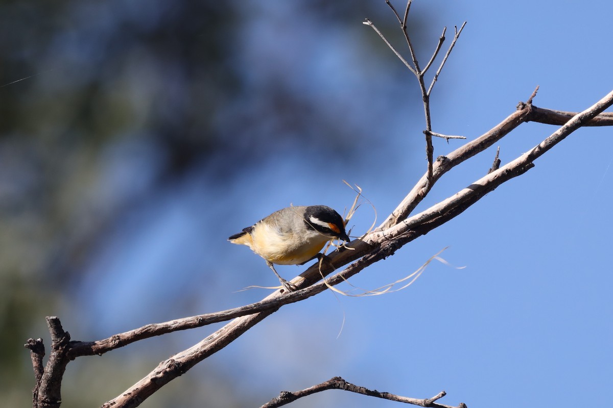 Pardalote à point jaune - ML468416451