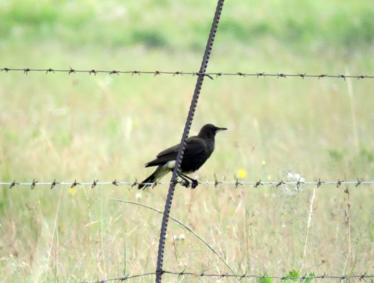 African Pied Starling - ML46841841