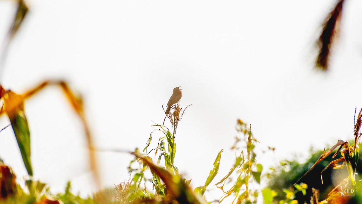 Peruvian Meadowlark - ML468418431