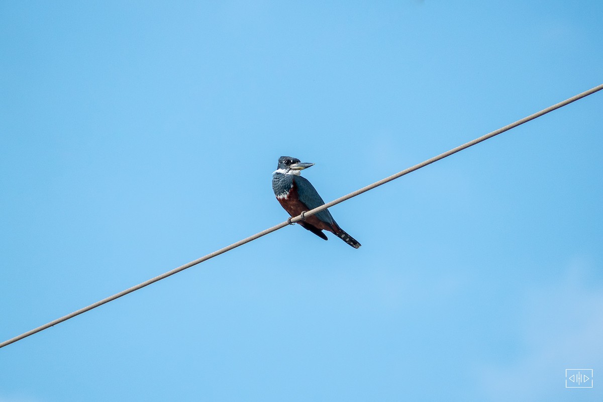 Ringed Kingfisher - ML468418781