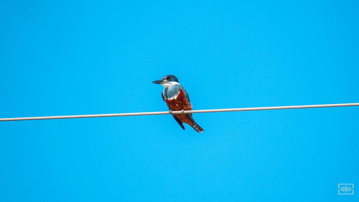 Ringed Kingfisher - ML468418871