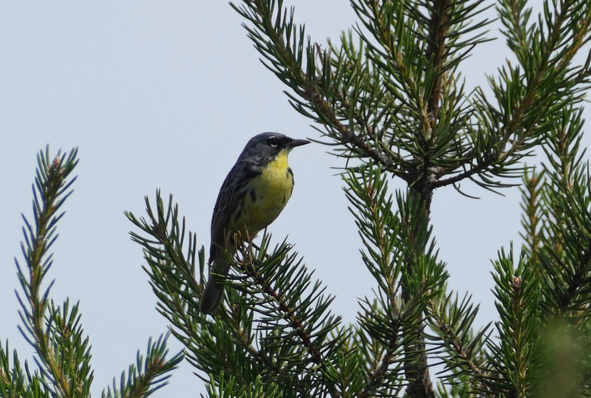 Kirtland's Warbler - ML468420021