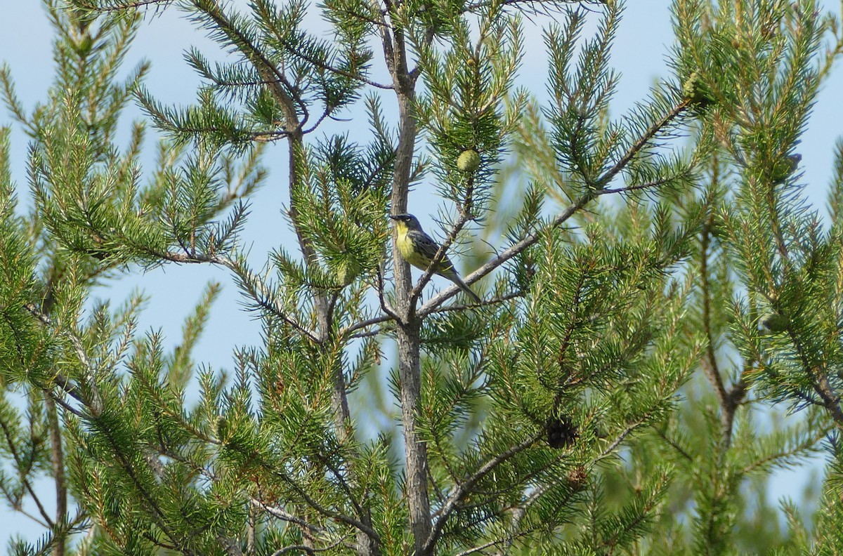 Kirtland's Warbler - ML468420081