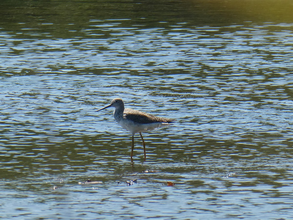 Greater Yellowlegs - ML468420251