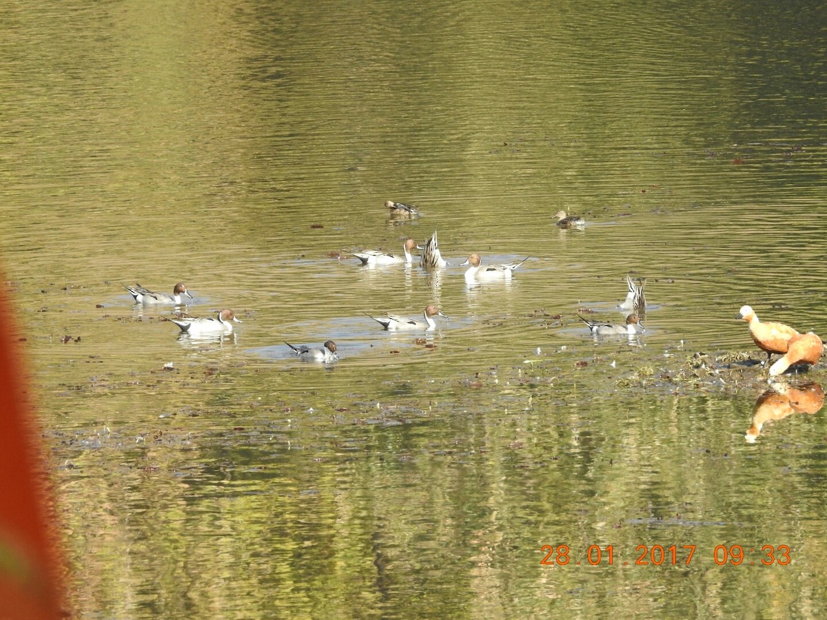 Northern Pintail - ML46842061