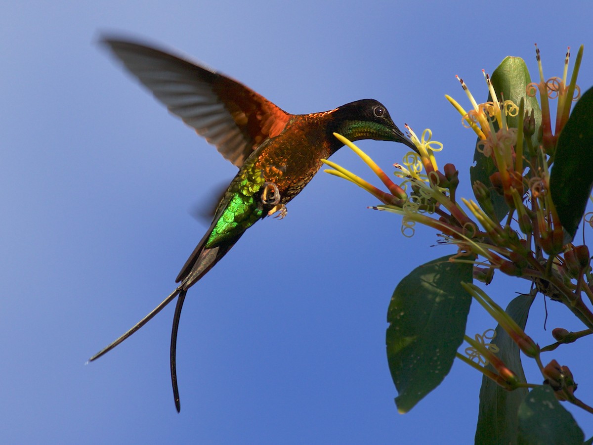 Fiery Topaz - Topaza pyra - Birds of the World