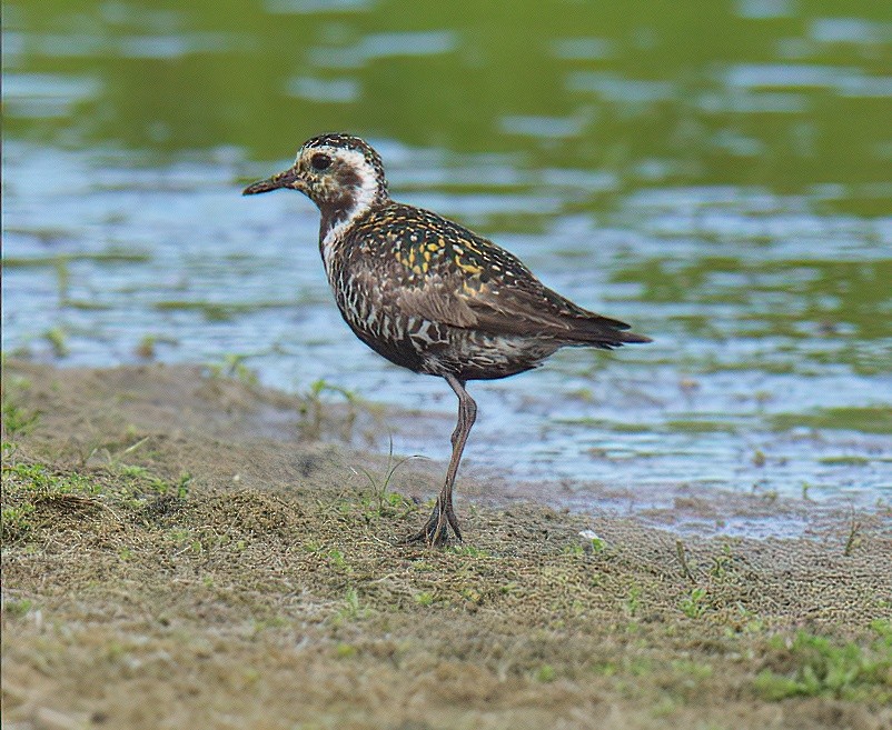 Pacific Golden-Plover - Robert Lewis