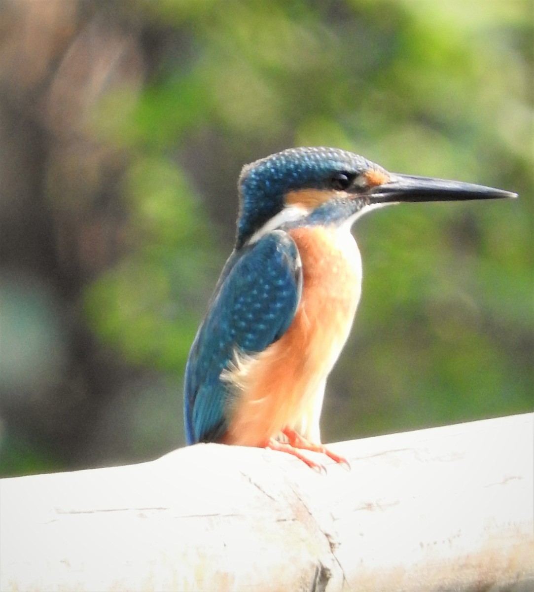 Common Kingfisher - ML46842171