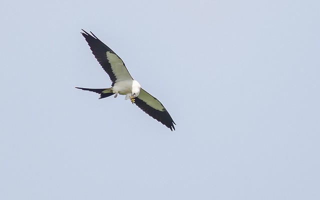 Swallow-tailed Kite - ML46842191