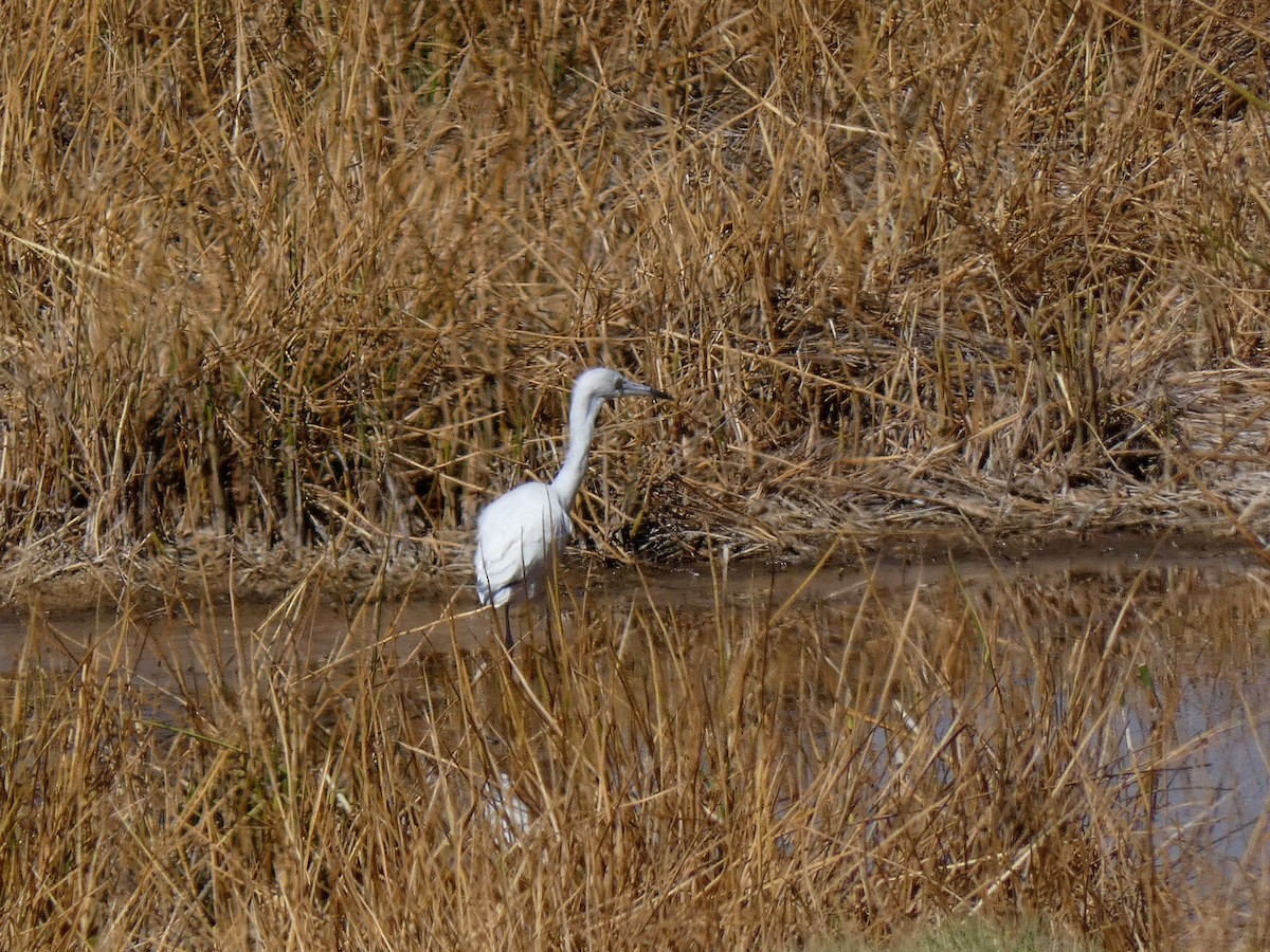 Little Blue Heron - ML468422231