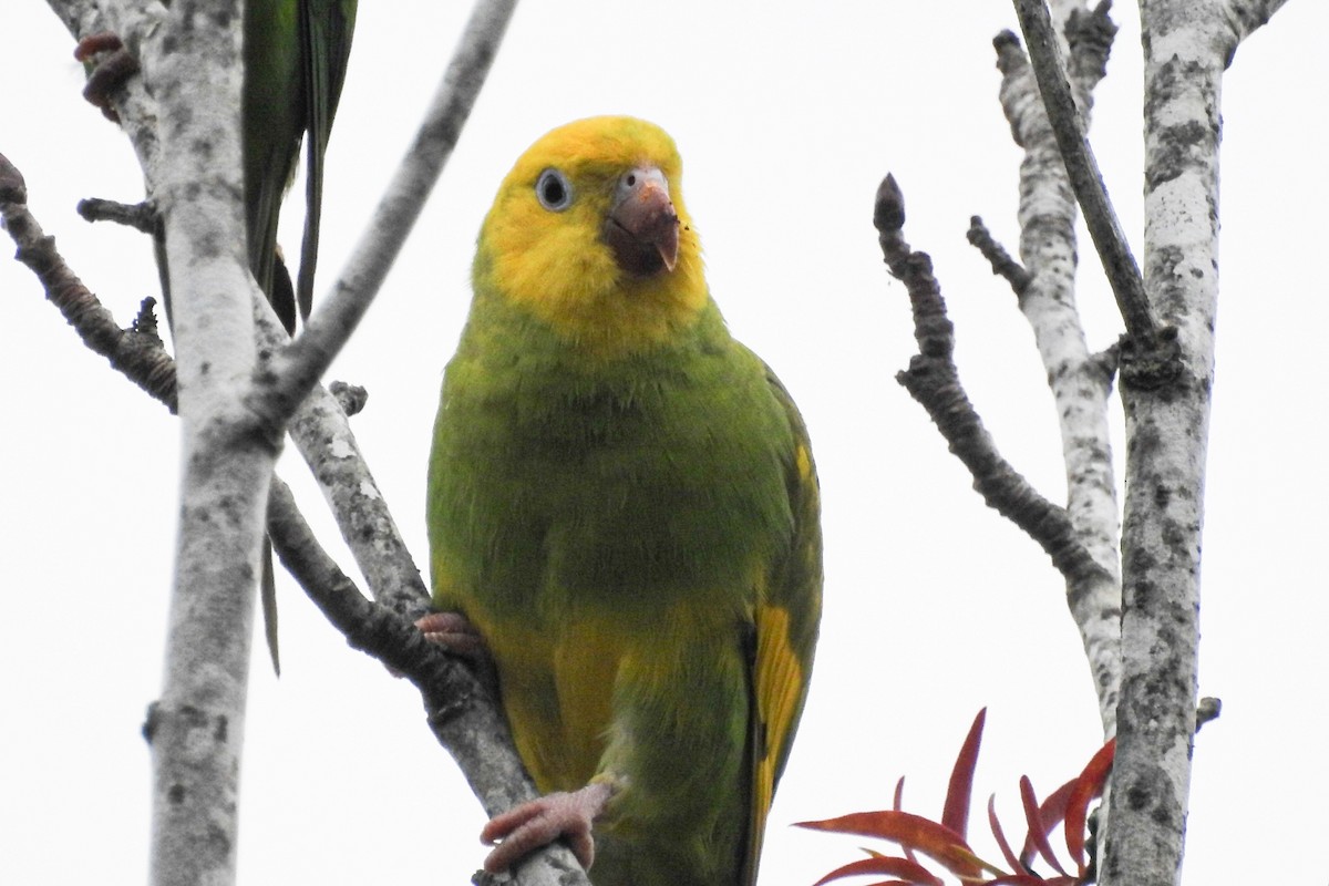 Yellow-chevroned Parakeet - ML468422341