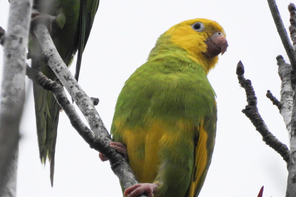 Yellow-chevroned Parakeet - ML468422351