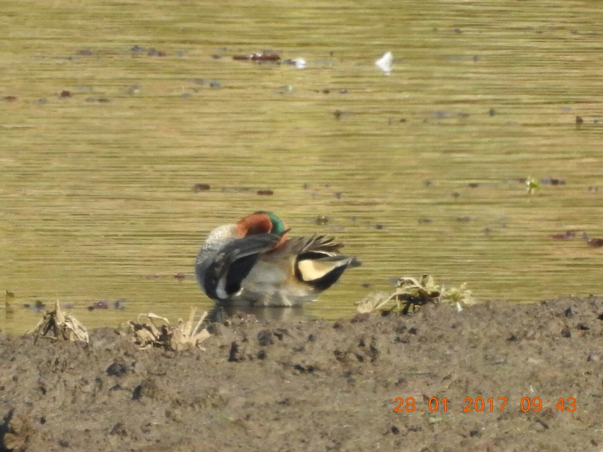 Green-winged Teal (Eurasian) - ML46842241