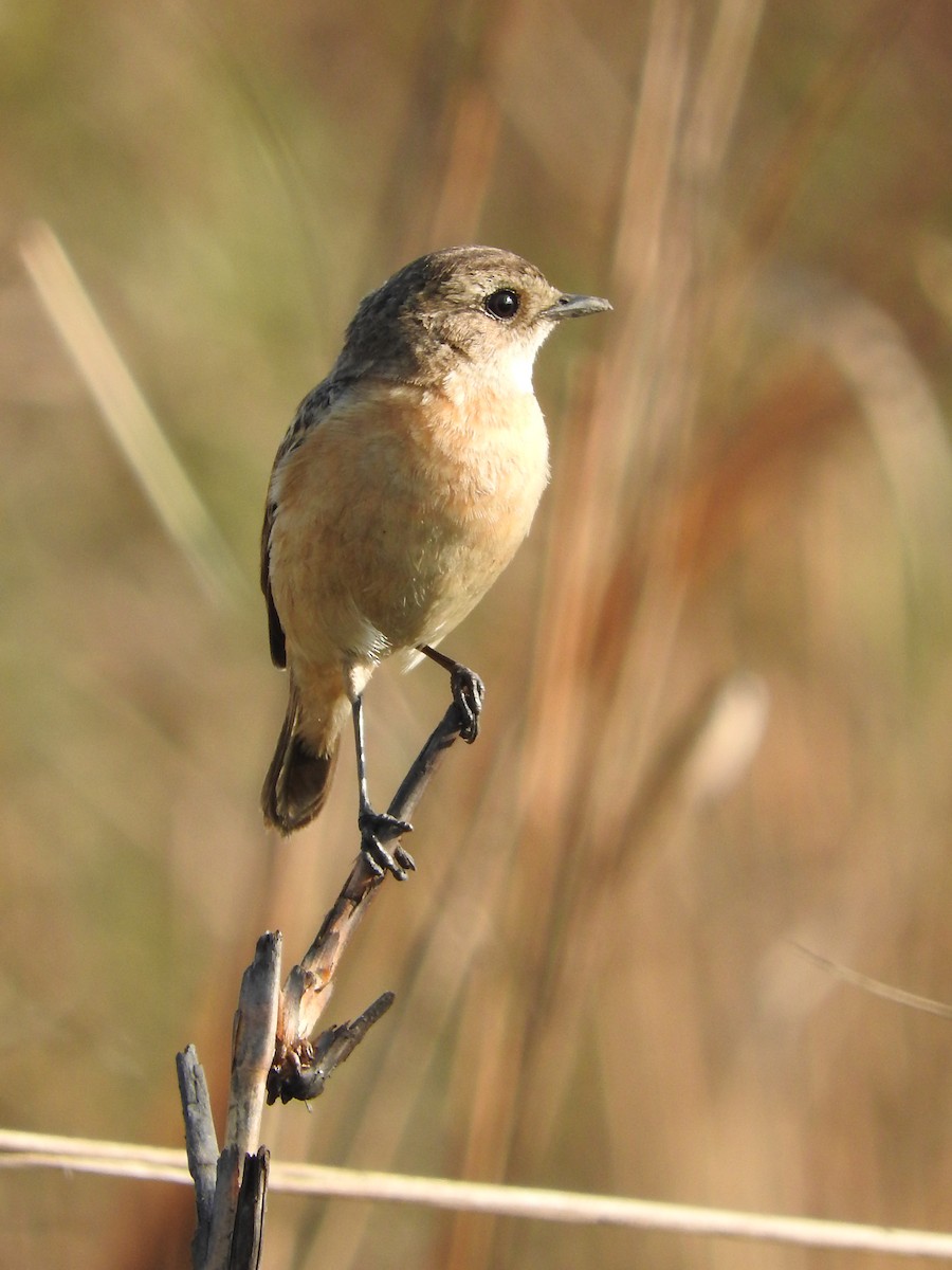 Siberian Stonechat - ML46842281