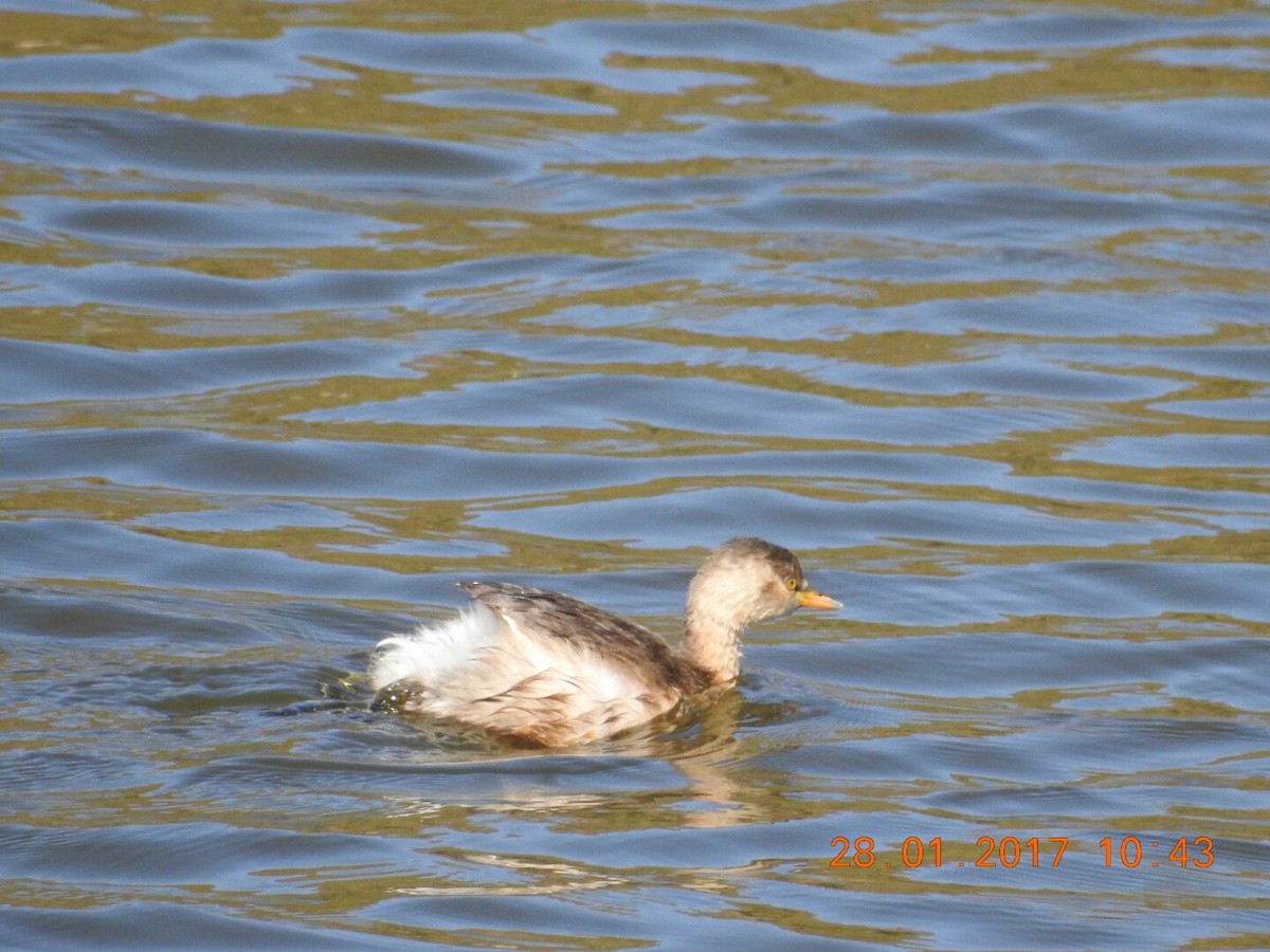 Little Grebe - ML46842291