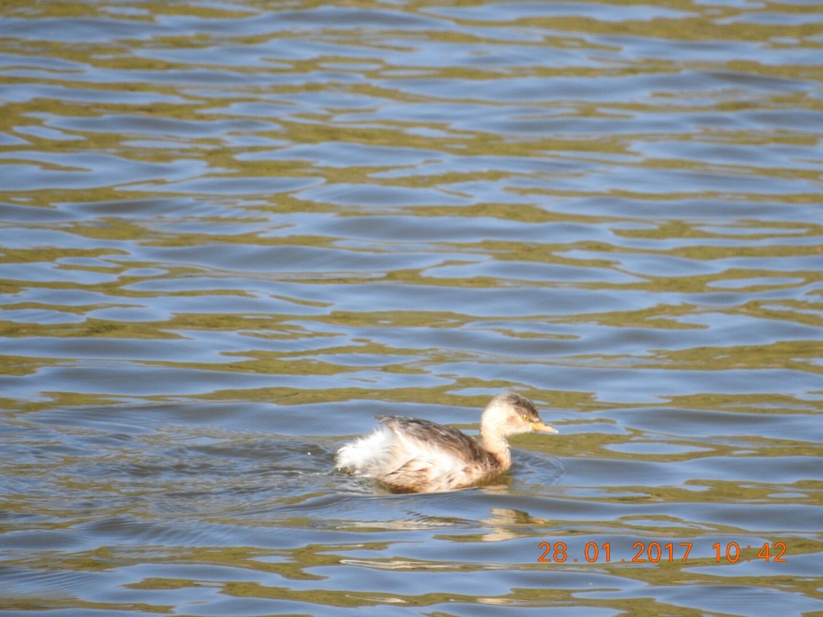 Little Grebe - ML46842301