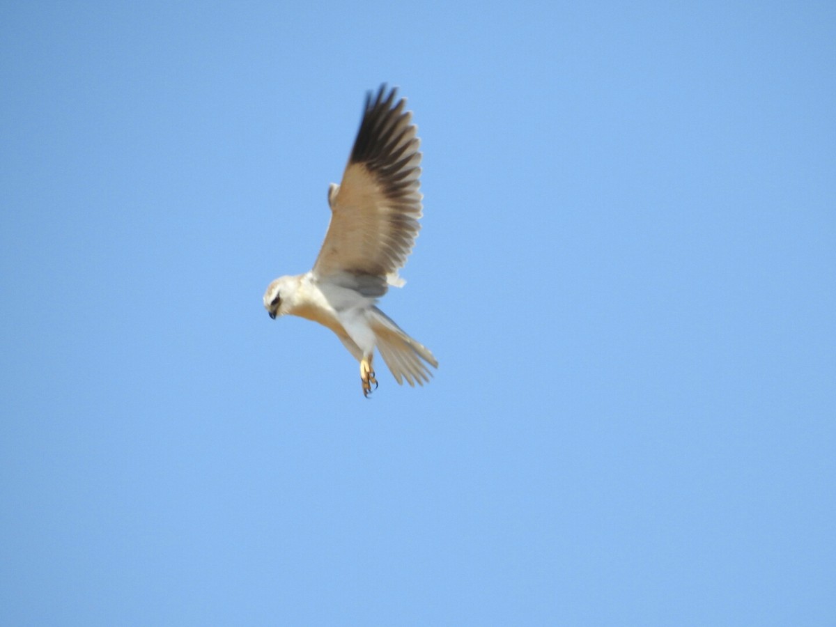 Black-winged Kite - ML46842311