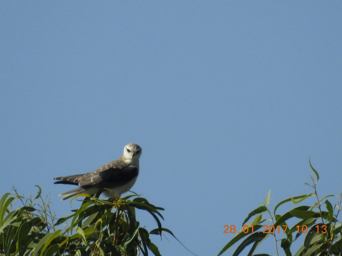 Black-winged Kite - ML46842331