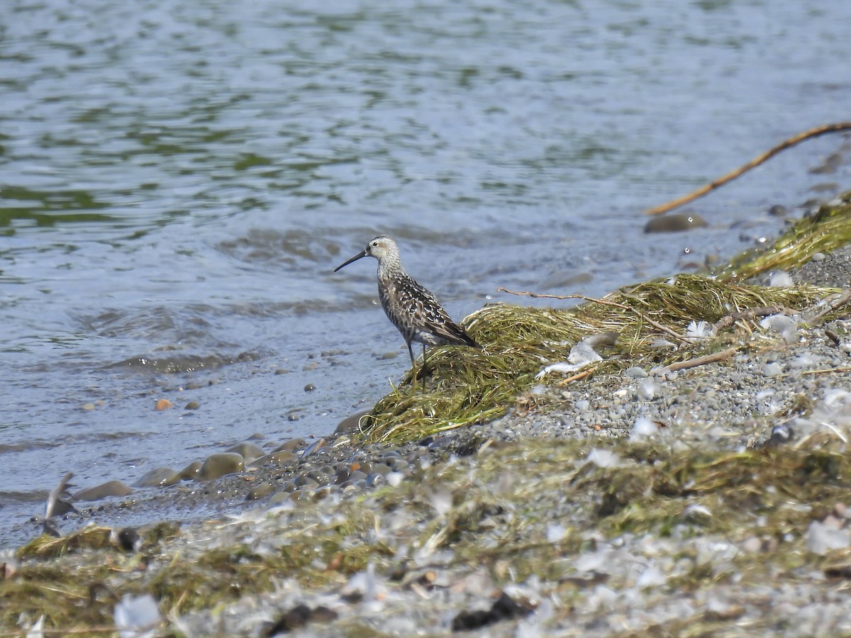 Stilt Sandpiper - Philip Downey
