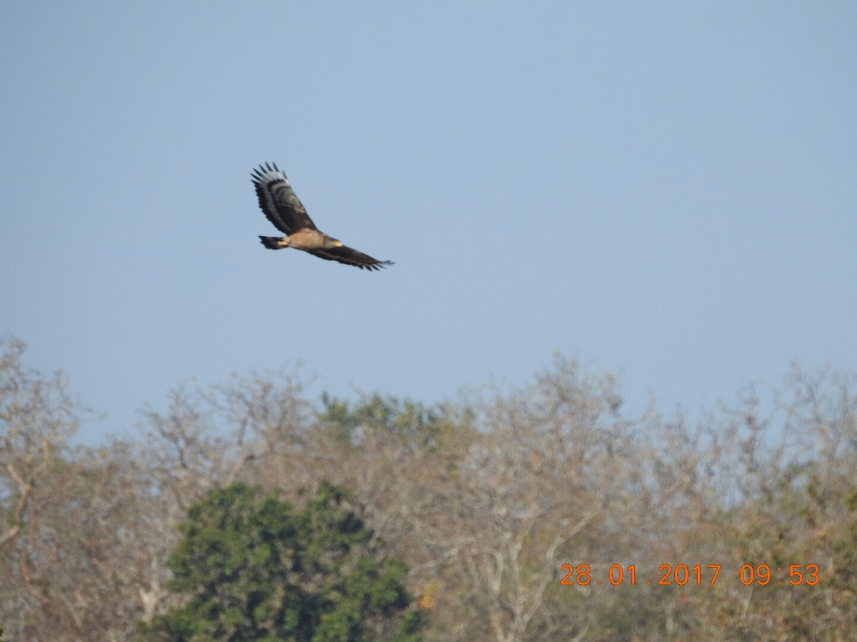 Crested Serpent-Eagle - ML46842371