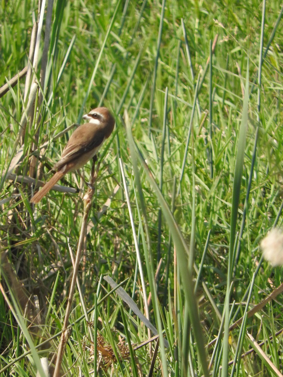 Brown Shrike - ML46842401