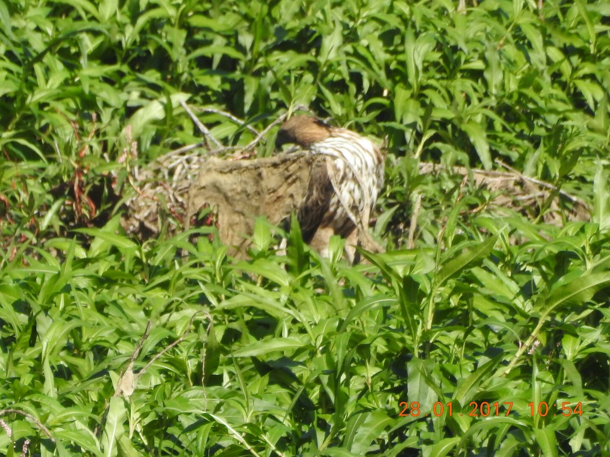 Changeable Hawk-Eagle (Crested) - ML46842421