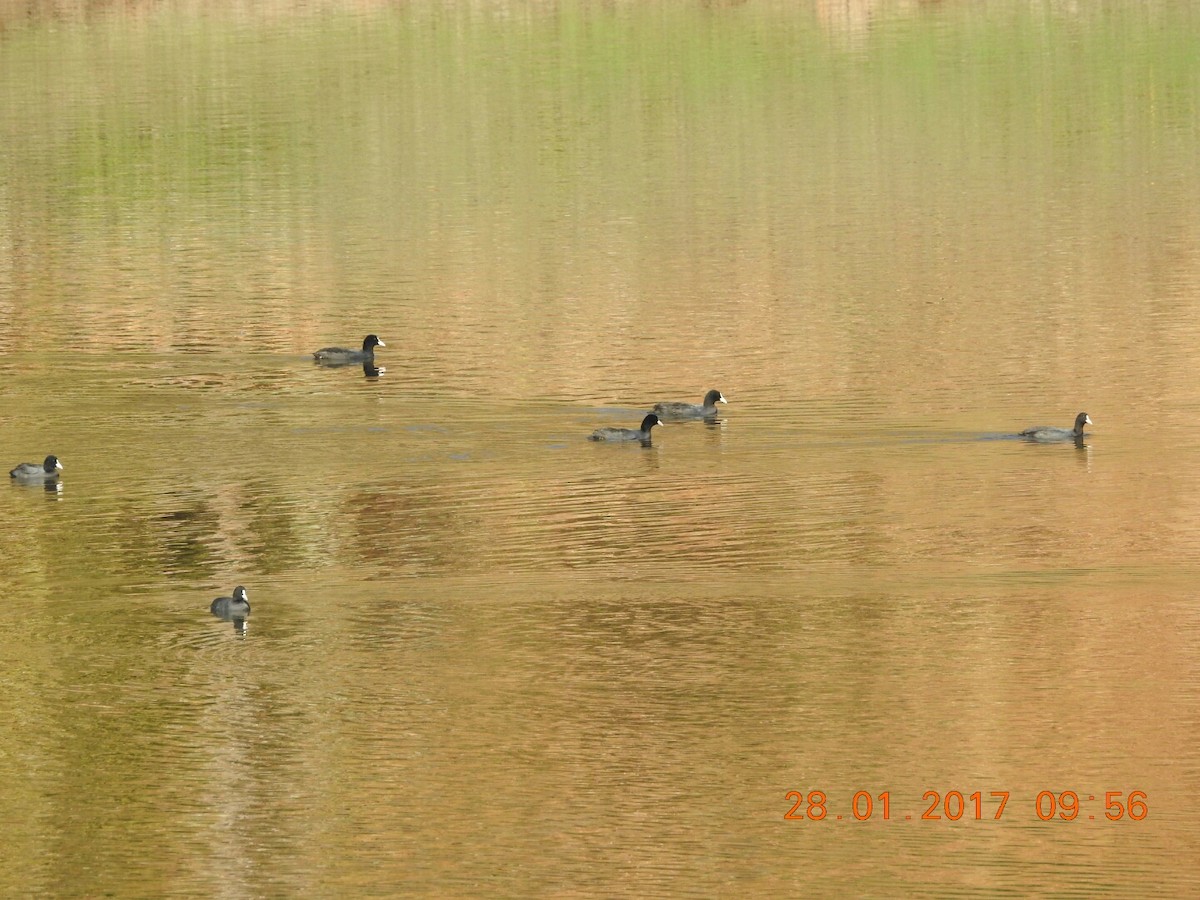 Eurasian Coot - ML46842441