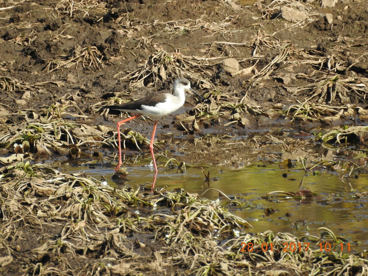 Black-winged Stilt - ML46842461