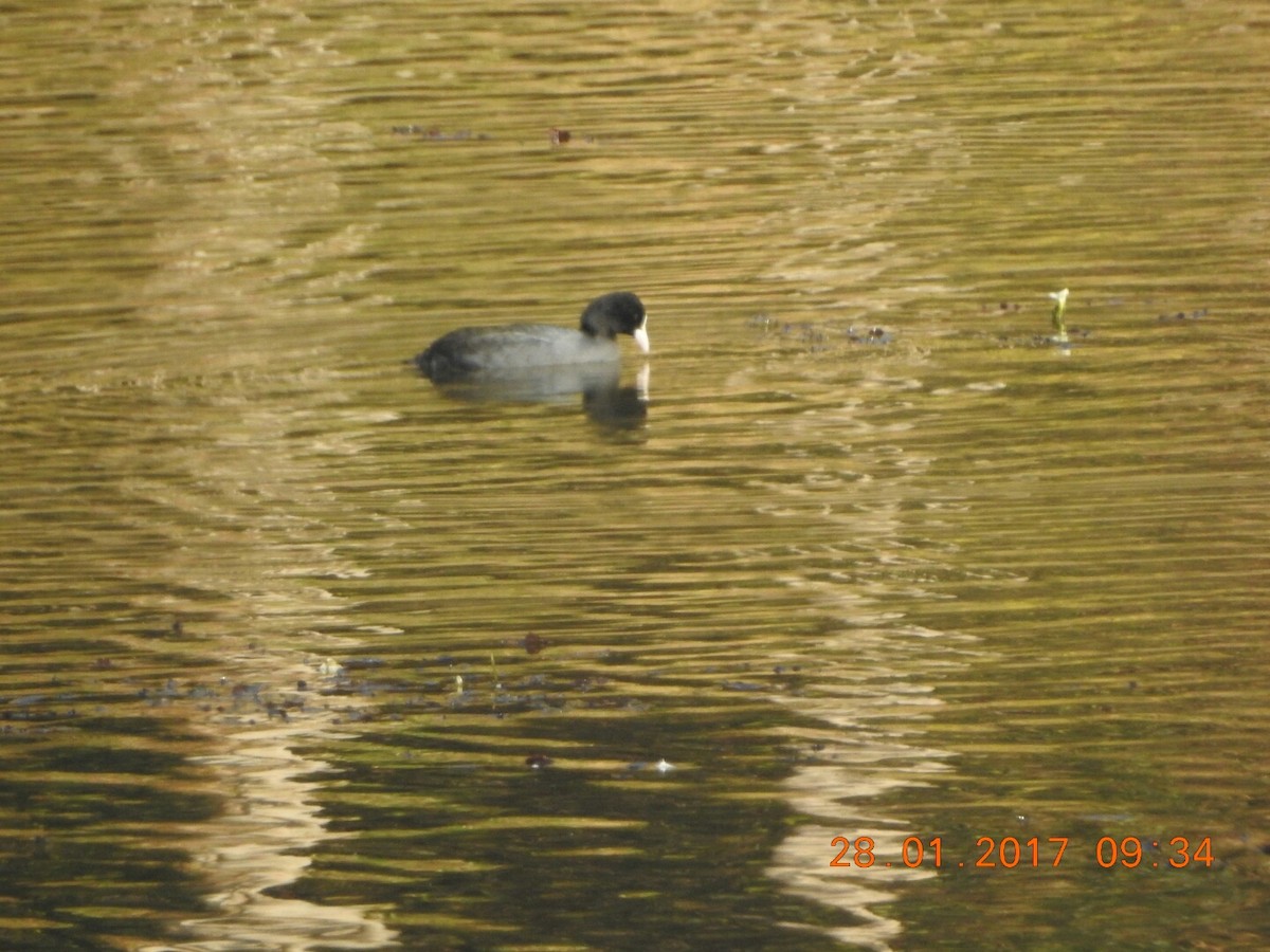 Eurasian Coot - ML46842481