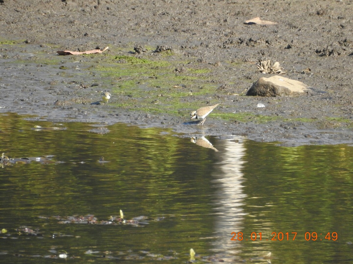 Little Ringed Plover - ML46842501