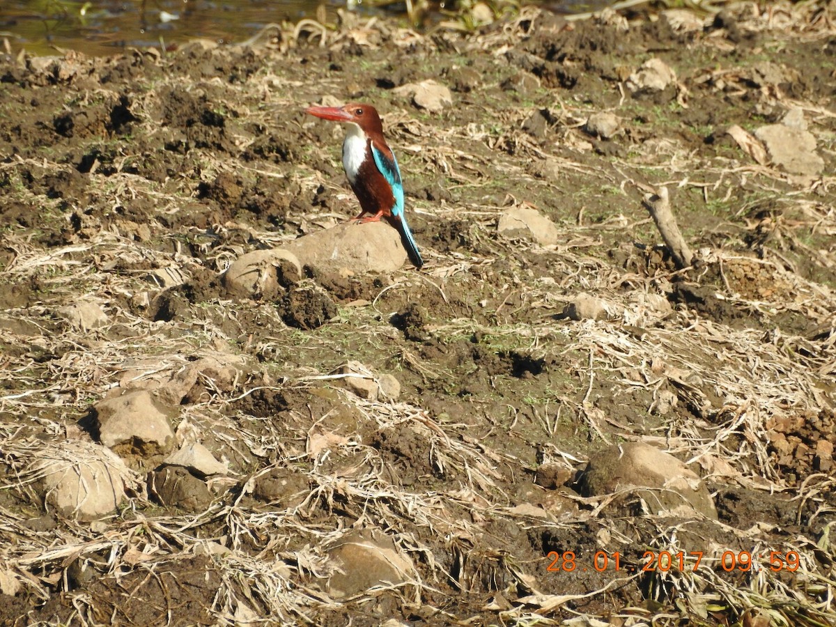 White-throated Kingfisher - ML46842571