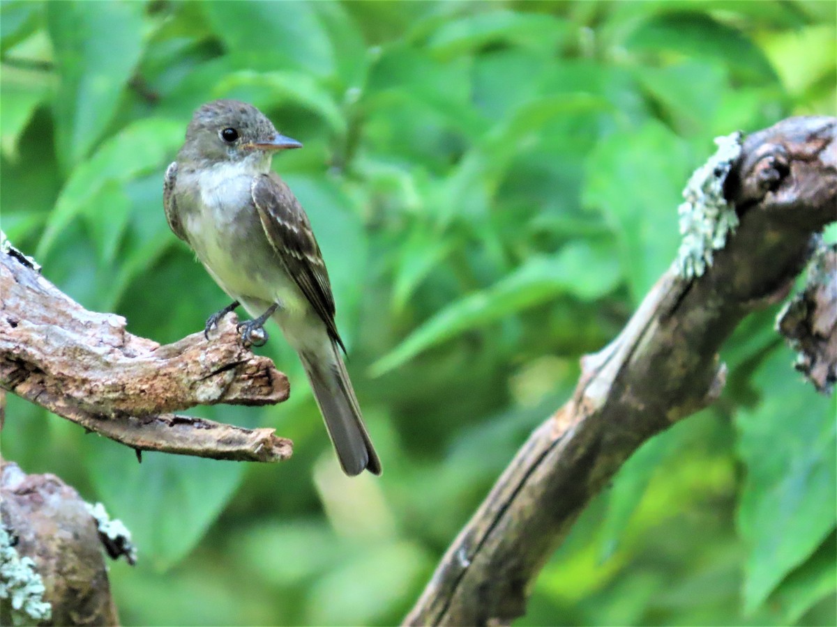 Acadian Flycatcher - ML468425811